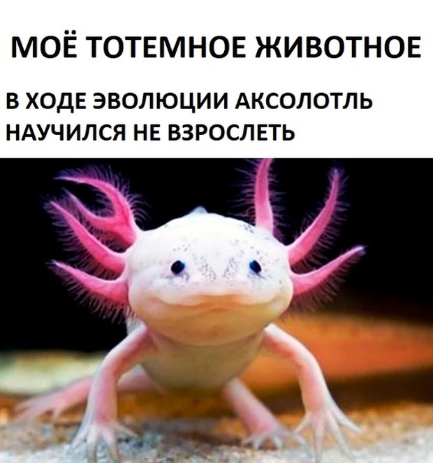 Простой юмор с просторов сети
