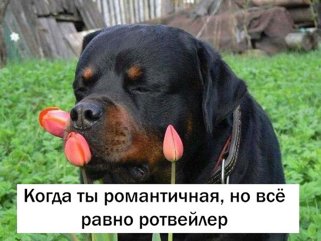 Простой юмор с просторов сети