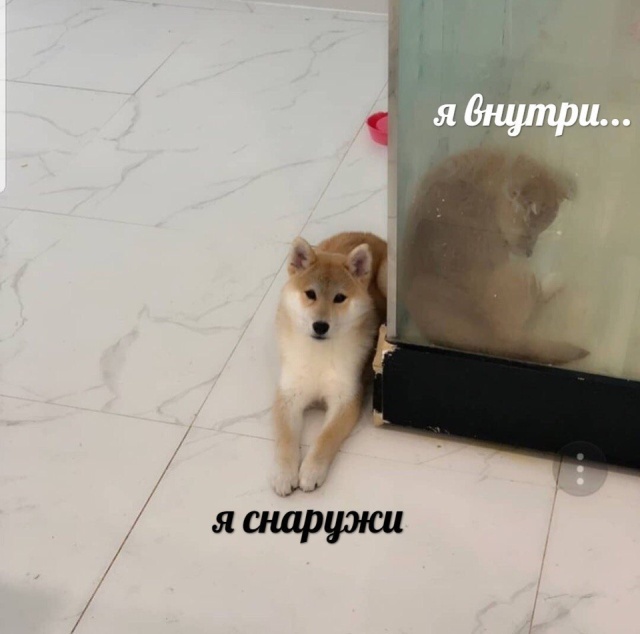 Прикольные картинки