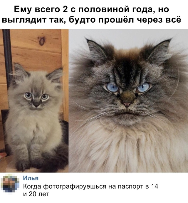 Прикольные картинки