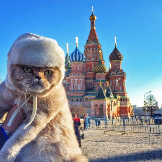 Прикольные картинки
