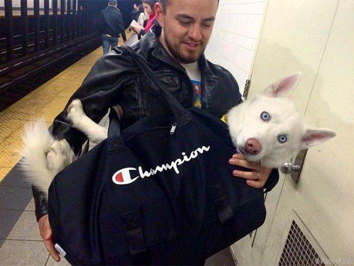 Как жители Нью-Йорка провозят животных в метро несмотря на запрет