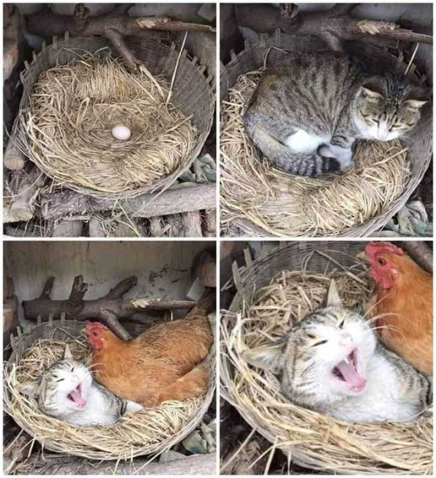 Прикольные картинки