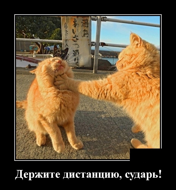 Демотиваторы