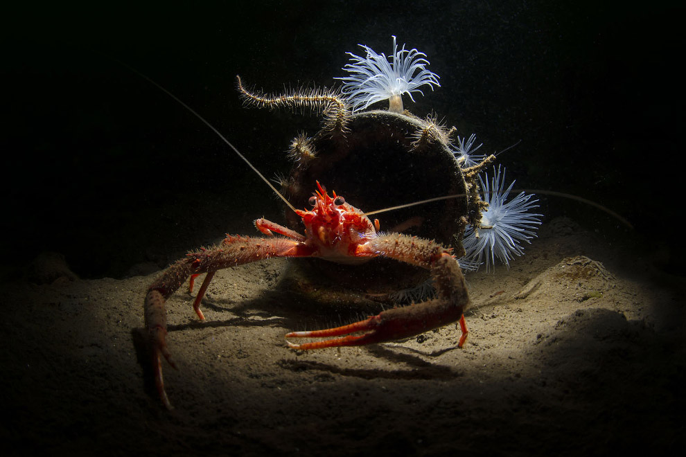 Победители Underwater Photographer of the Year 2019