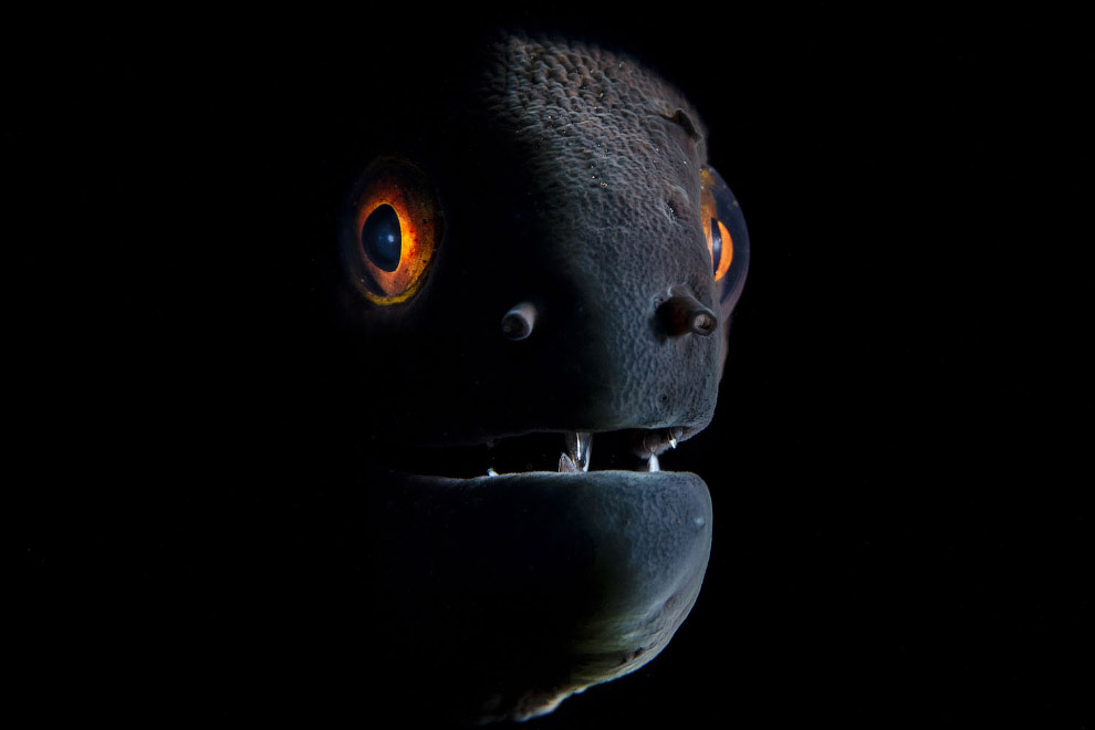 Победители Underwater Photographer of the Year 2019