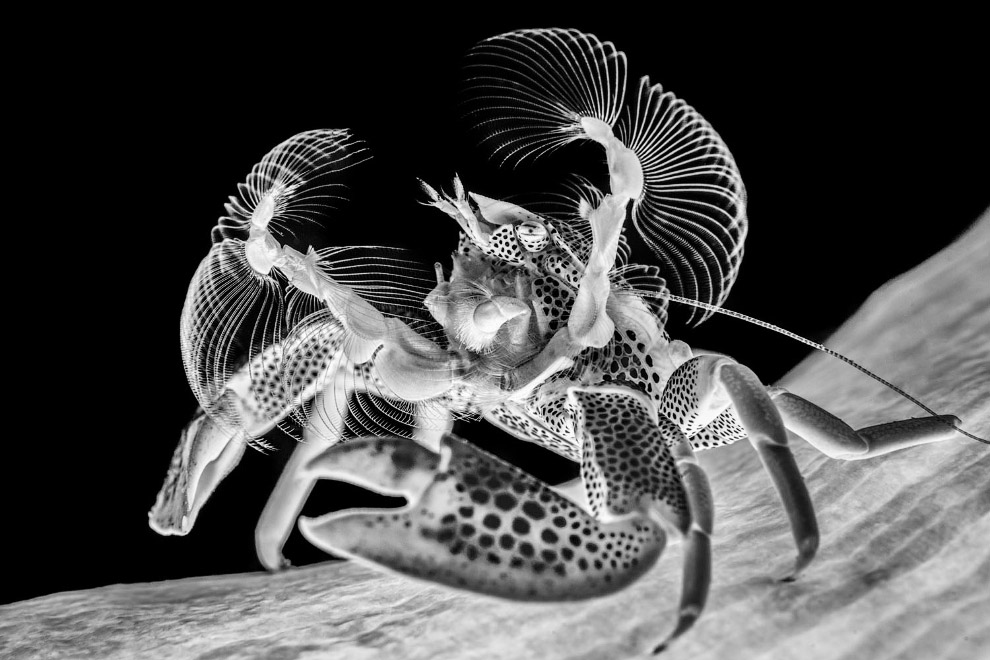 Победители Underwater Photographer of the Year 2019