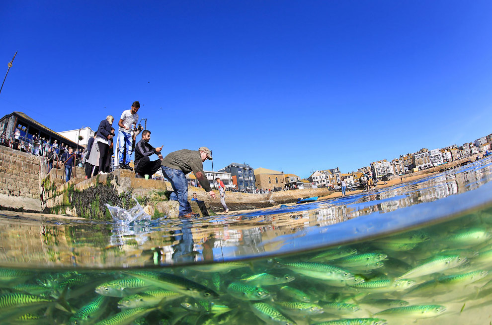 Победители Underwater Photographer of the Year 2019