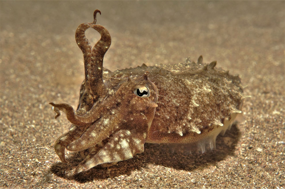 Победители Underwater Photographer of the Year 2019