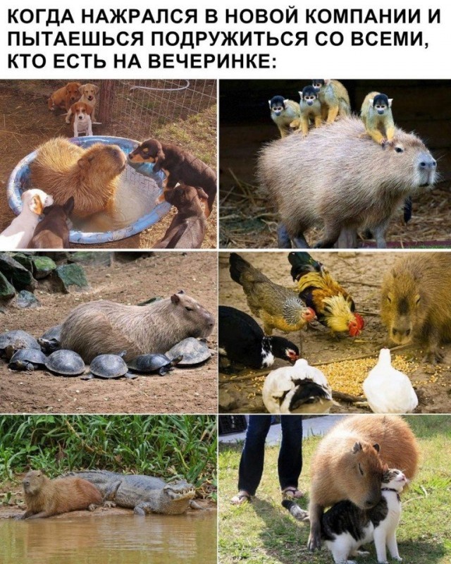 Алкогольный юмор с просторов сети