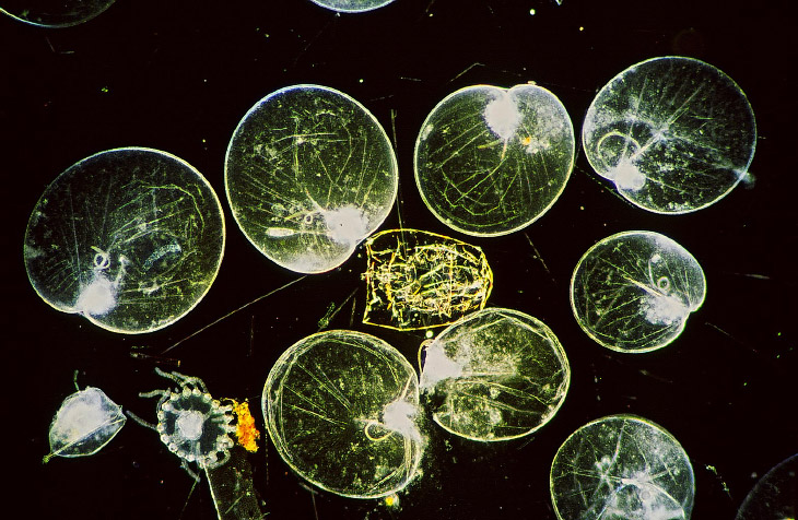 Свечение живых организмов в море Гонконга Свечение живых организмов в море Гонконга