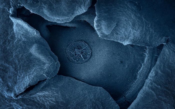 Макрофотографии еды