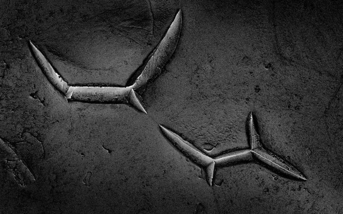 Макрофотографии еды