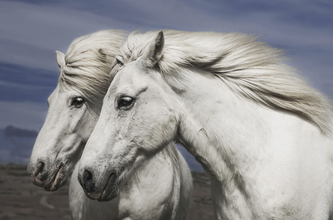 Лошади Исландии в фотографиях