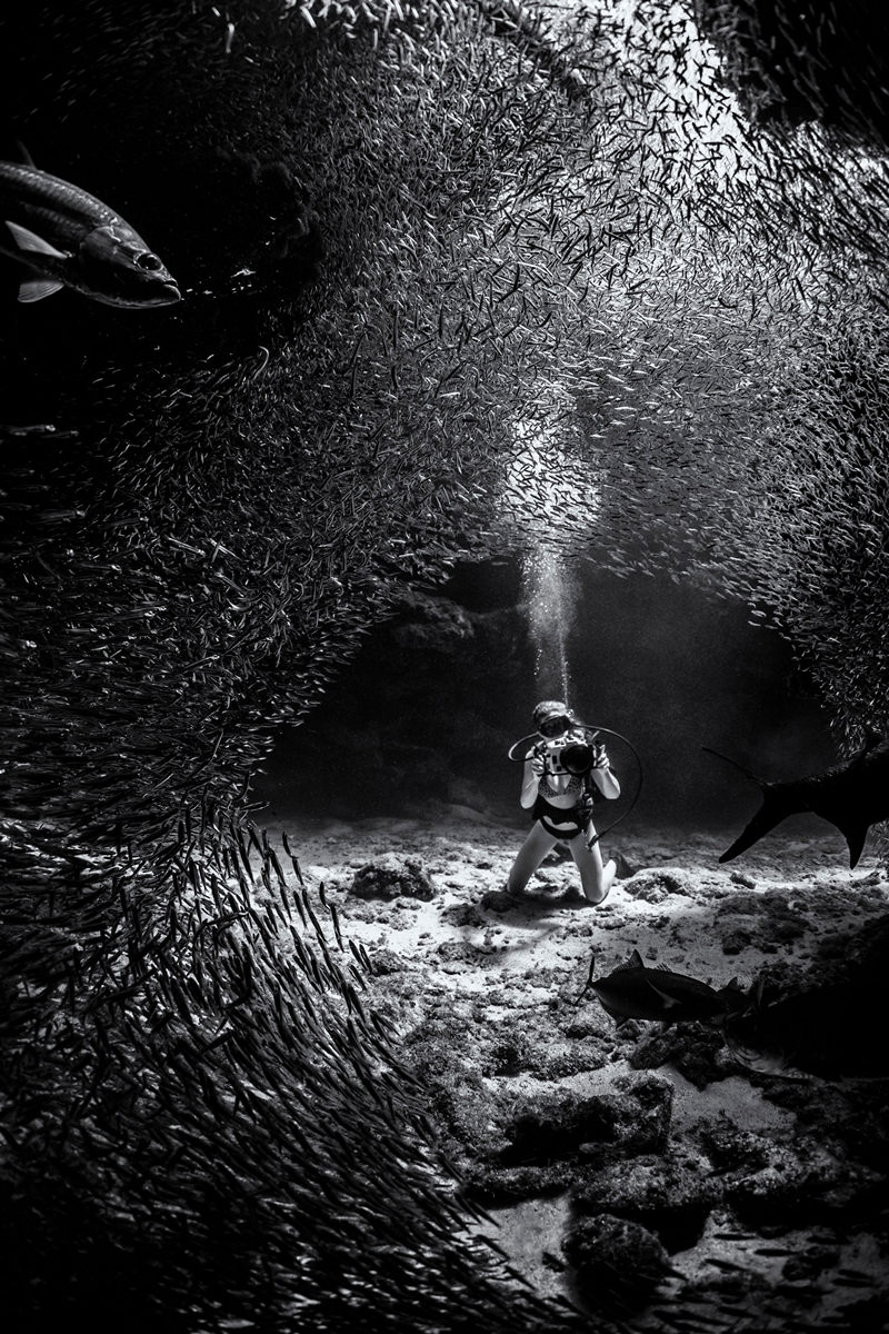 Победители конкурса Underwater Photographer of the Year 2019