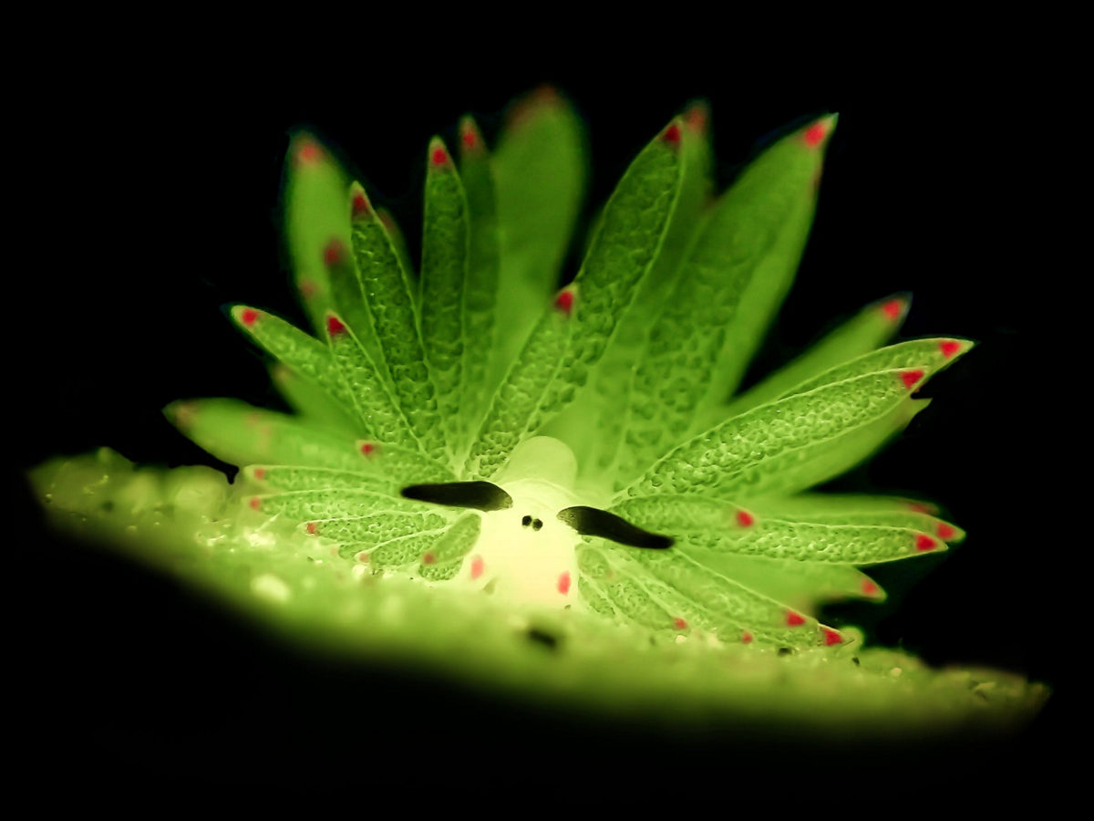 Победители конкурса Underwater Photographer of the Year 2019