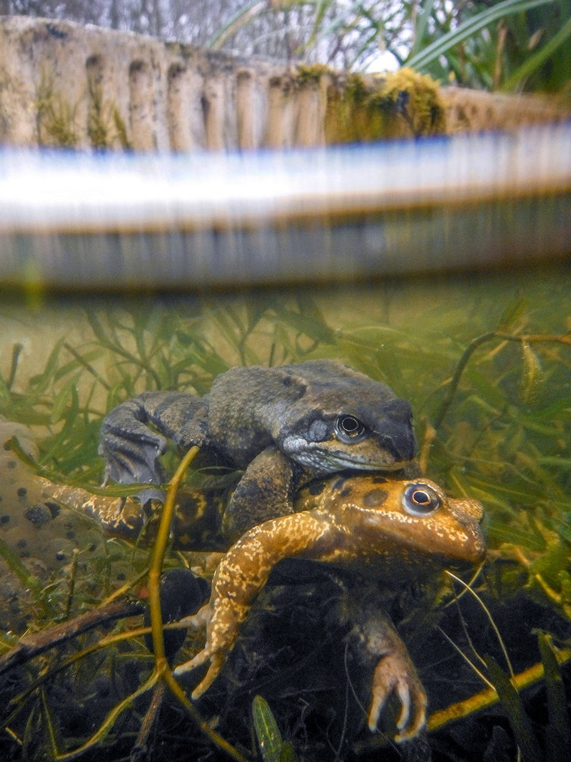Победители конкурса Underwater Photographer of the Year 2019