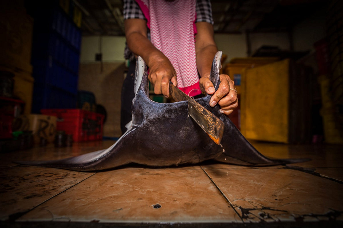 Победители конкурса Underwater Photographer of the Year 2019