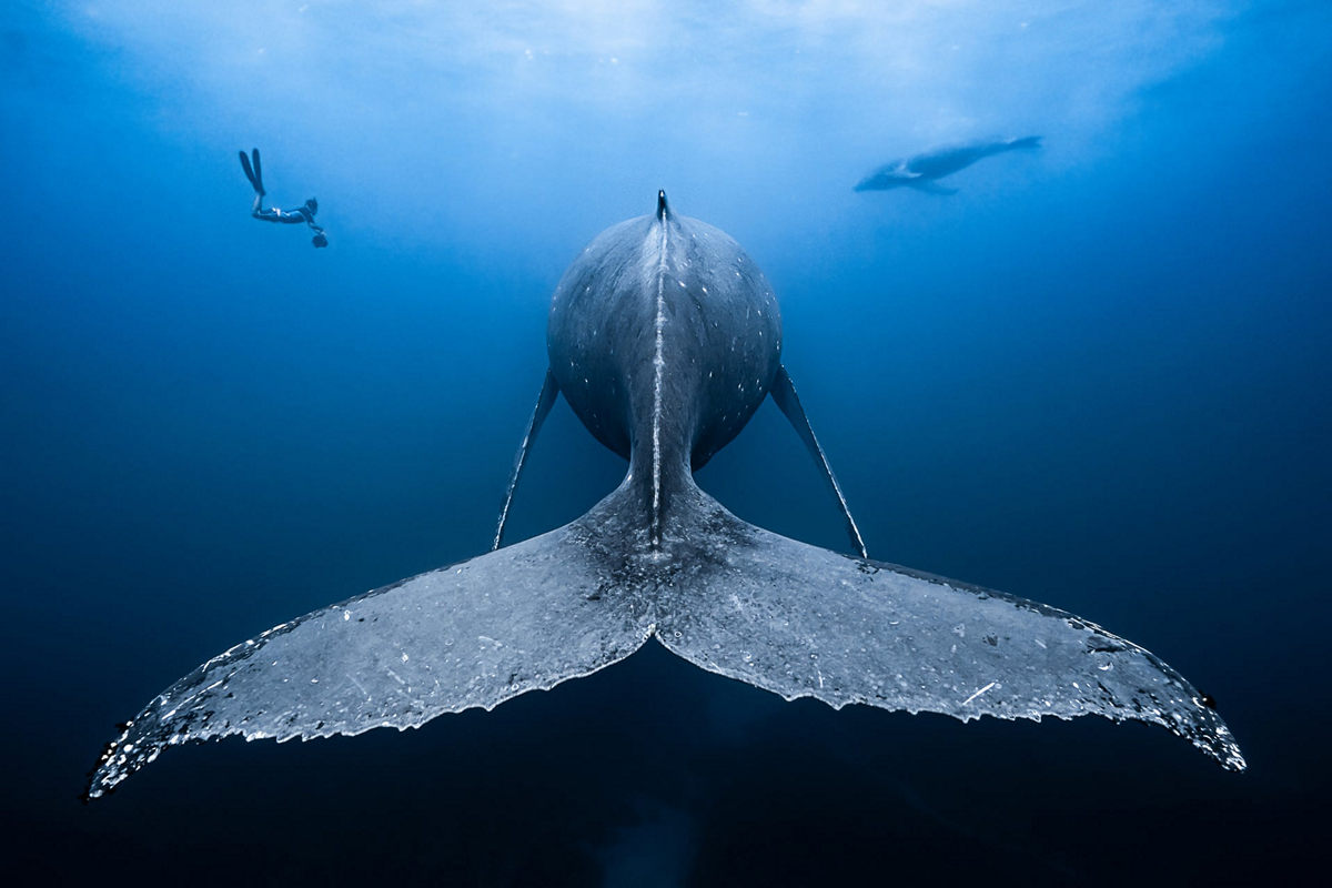 Победители конкурса Underwater Photographer of the Year 2019