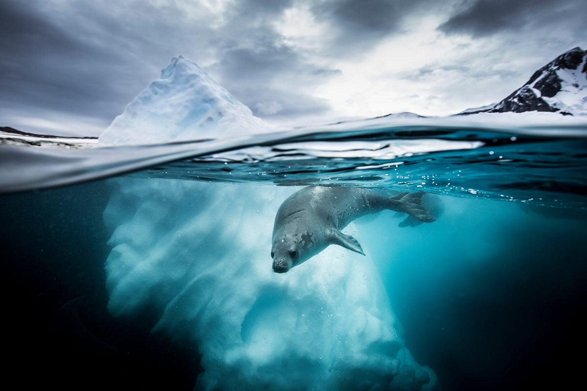 Победители конкурса Underwater Photographer of the Year 2019