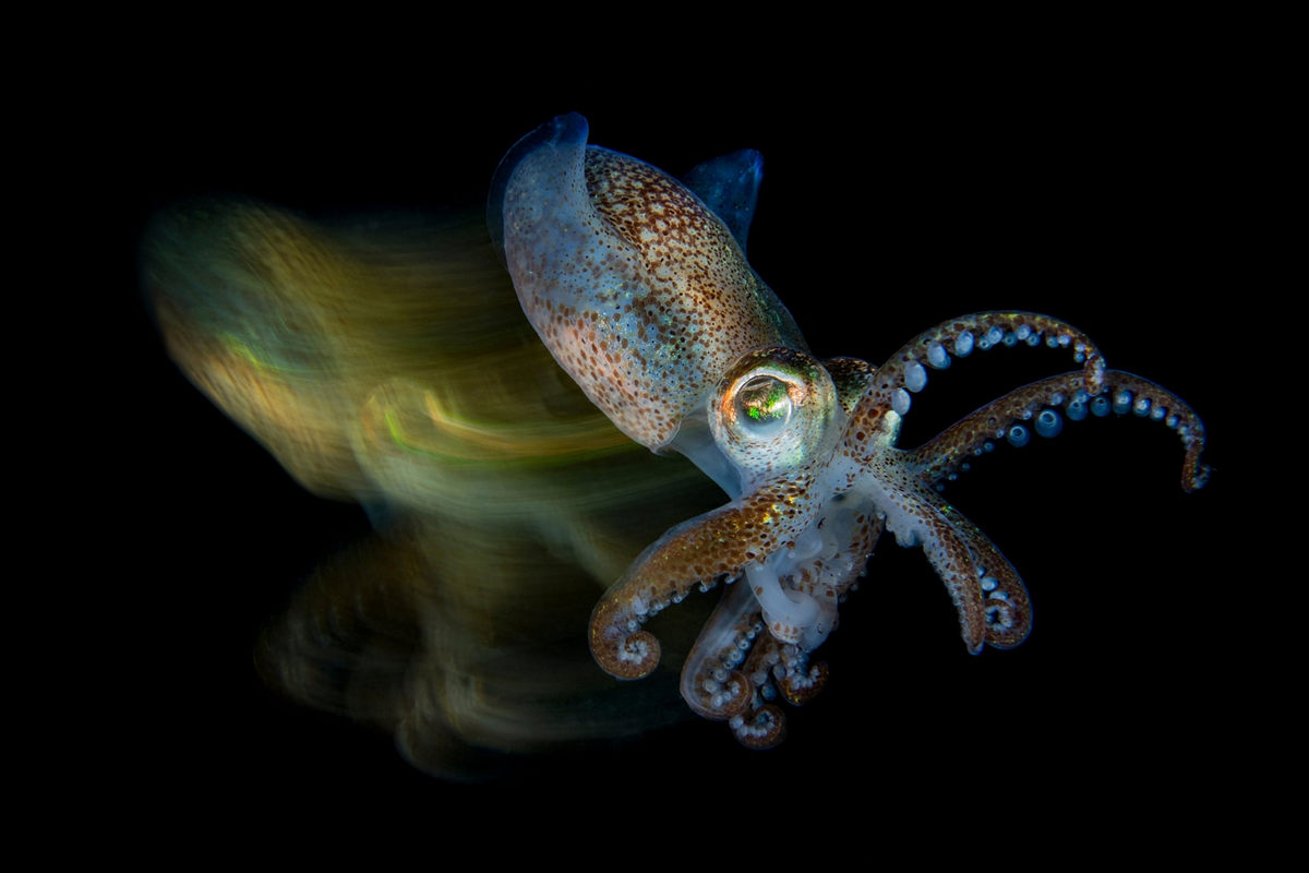 Победители конкурса Underwater Photographer of the Year 2019