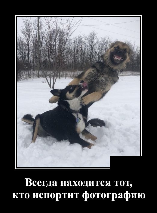 Демотиваторы