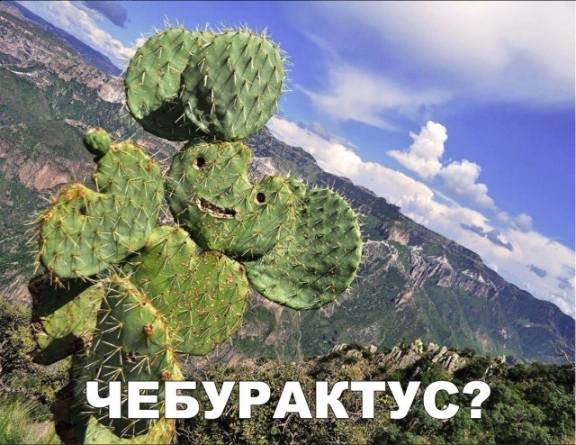 Простой юмор с просторов сети
