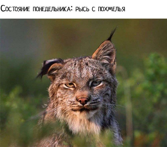 Прикольные картинки