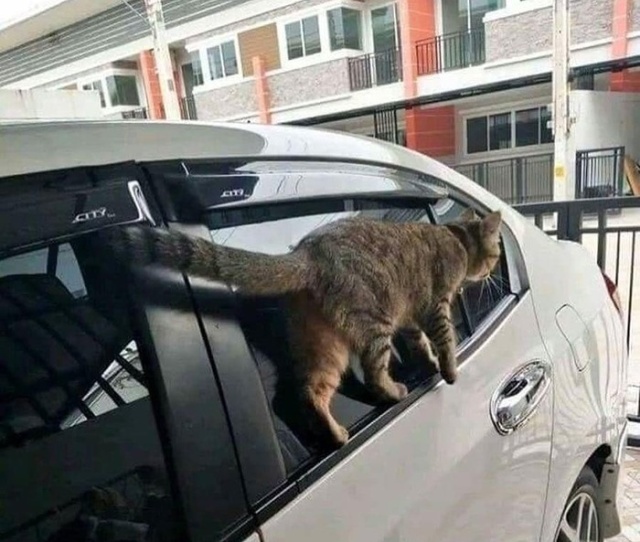 Прикольные картинки