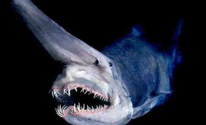 Нереальные существа из Марианской впадины