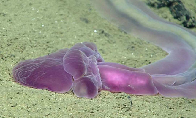 Нереальные существа из Марианской впадины