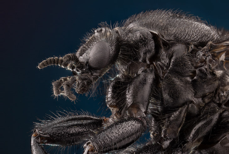 Макрофотографии природы