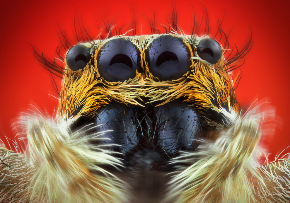 Макрофотографии природы