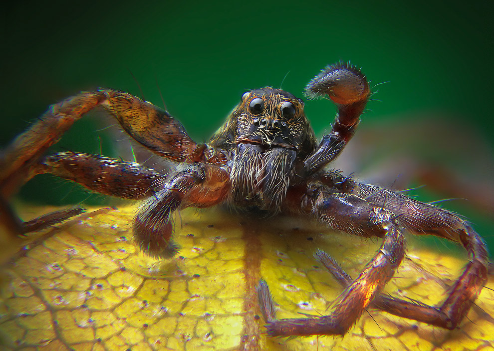 Макрофотографии природы