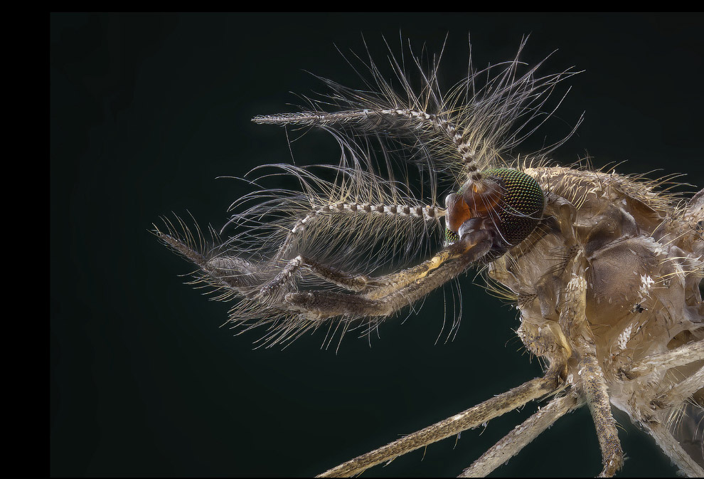 Макрофотографии природы