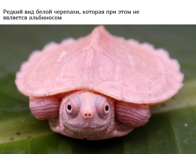 Интересные фото и факты обо всем на свете