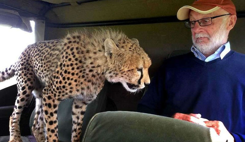 Когда в джип запрыгнул гепард