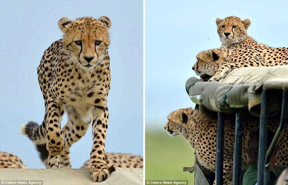 Когда в джип запрыгнул гепард