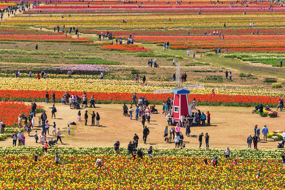 В Орегоне стартовал фестиваль тюльпанов