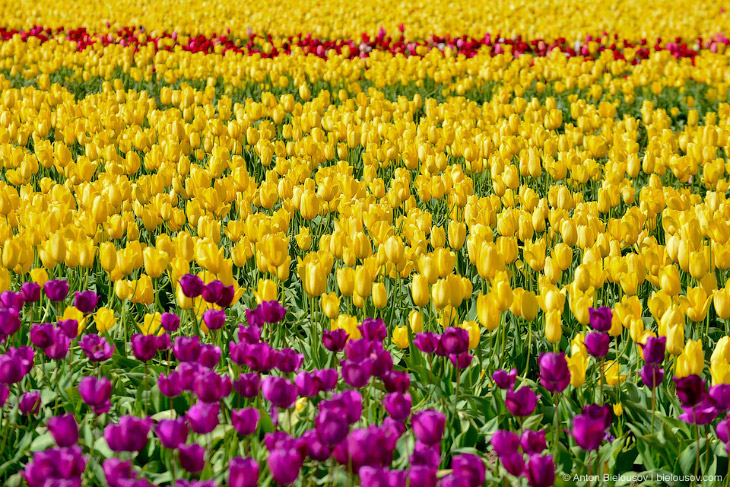 В Орегоне стартовал фестиваль тюльпанов