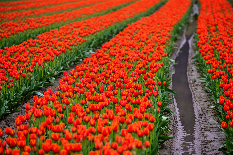 В Орегоне стартовал фестиваль тюльпанов