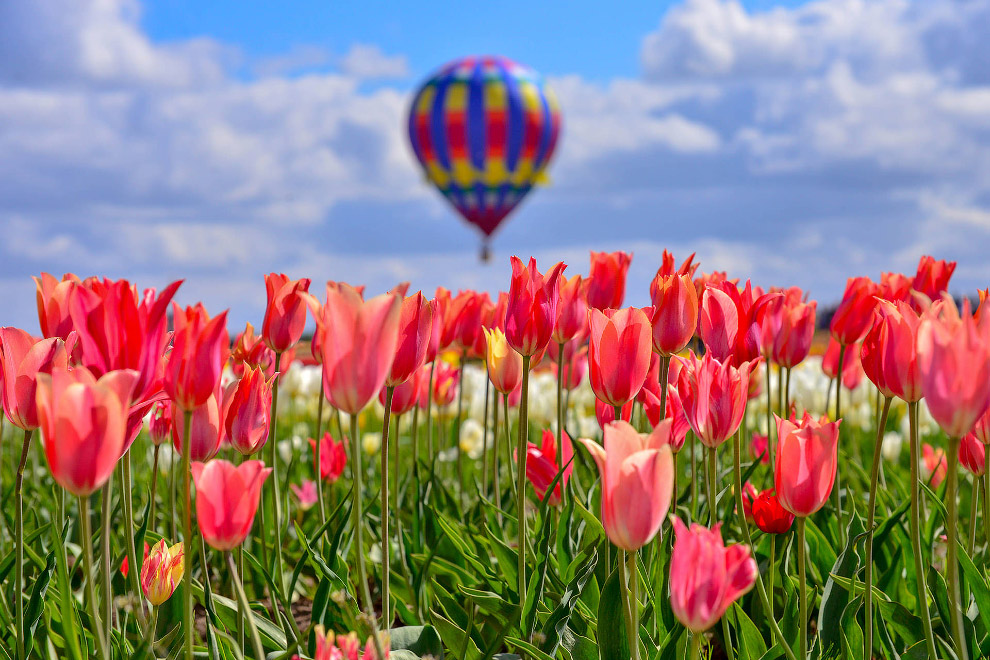 В Орегоне стартовал фестиваль тюльпанов