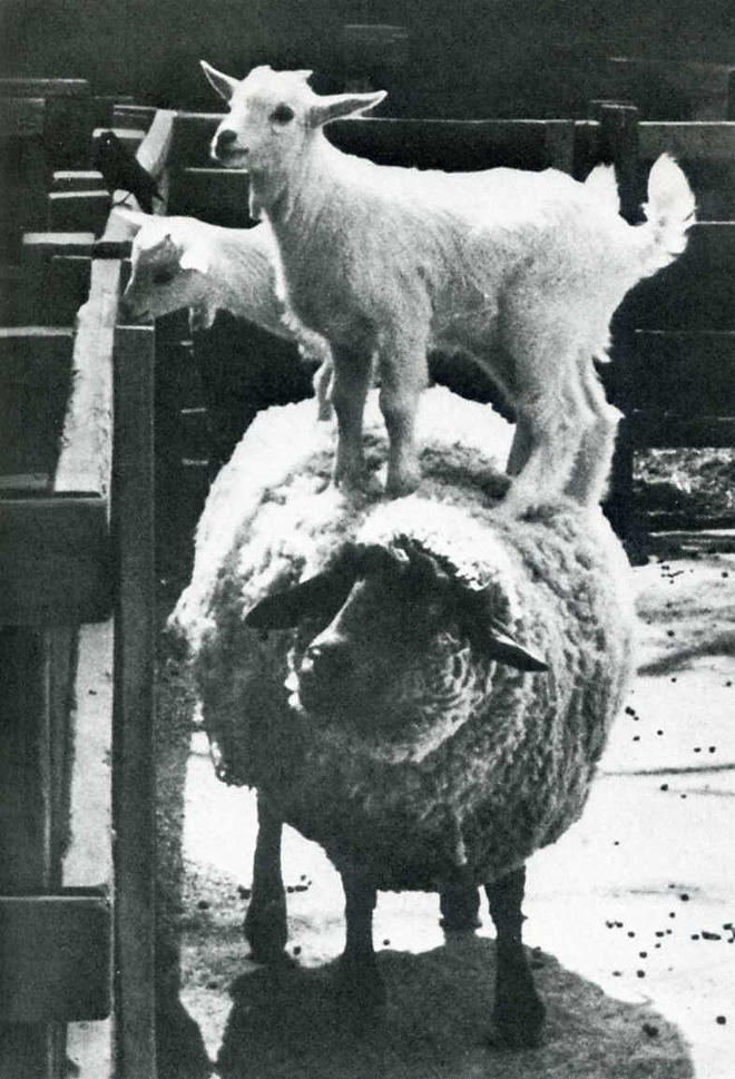 Самые удачные кадры журнала LIFE Самые удачные кадры журнала LIFE