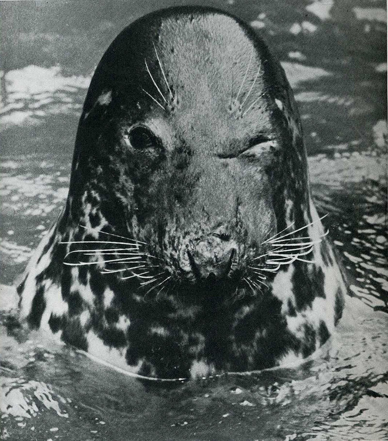 Самые удачные кадры журнала LIFE Самые удачные кадры журнала LIFE