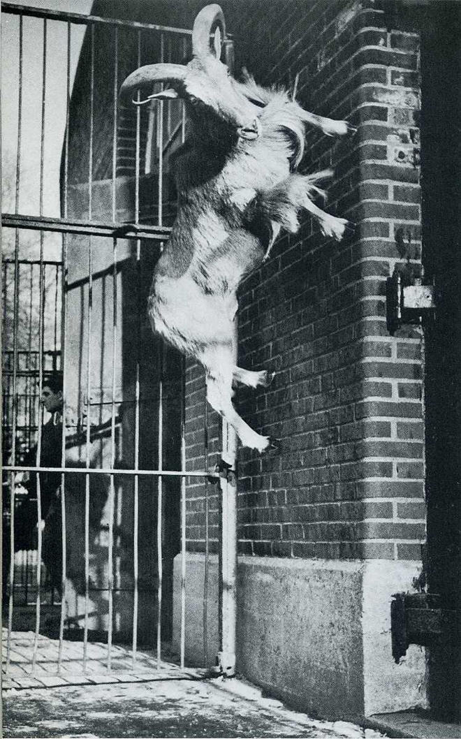 Самые удачные кадры журнала LIFE Самые удачные кадры журнала LIFE