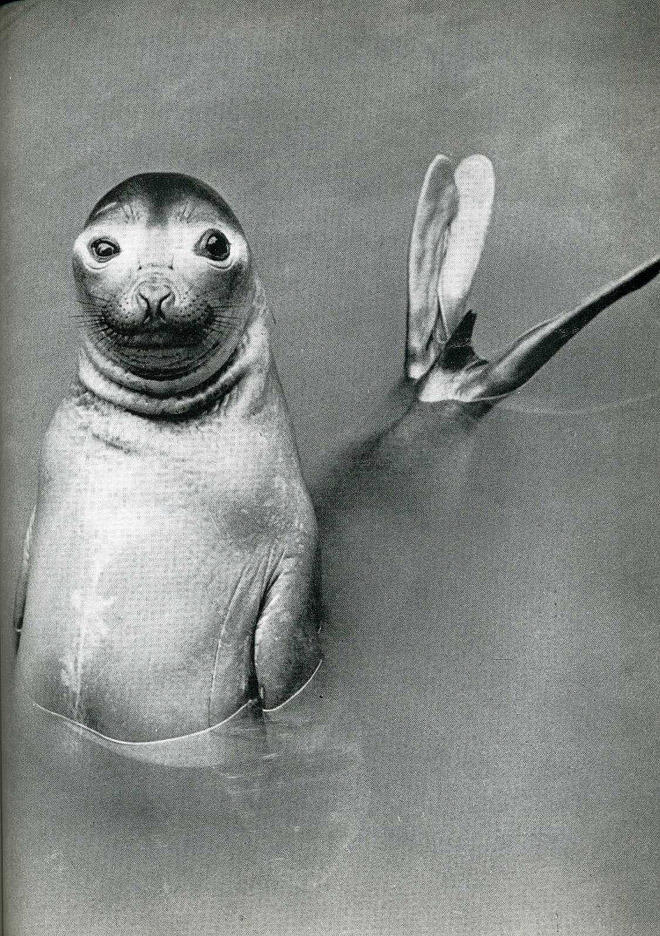 Самые удачные кадры журнала LIFE Самые удачные кадры журнала LIFE