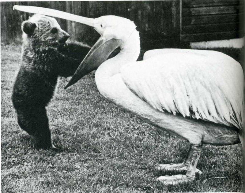 Самые удачные кадры журнала LIFE Самые удачные кадры журнала LIFE