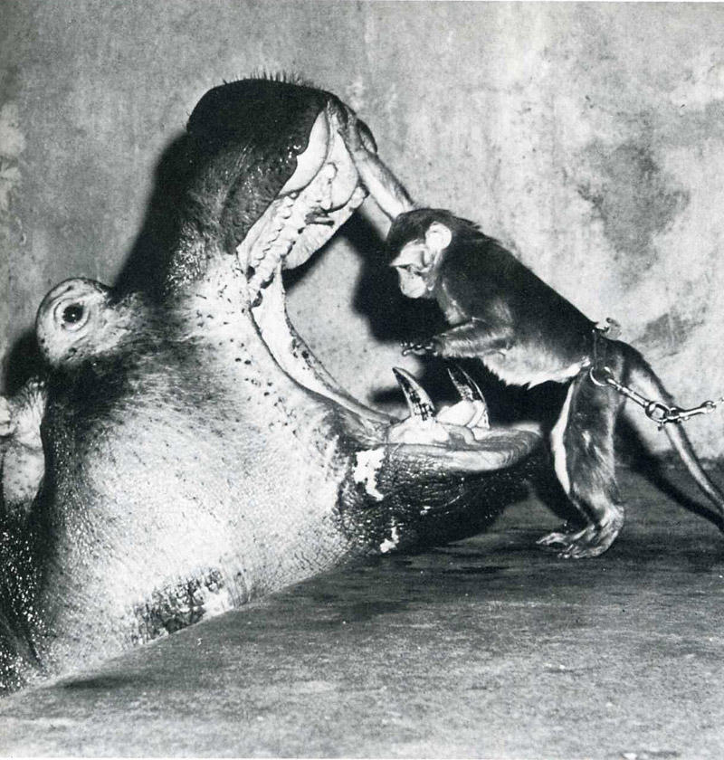 Самые удачные кадры журнала LIFE Самые удачные кадры журнала LIFE