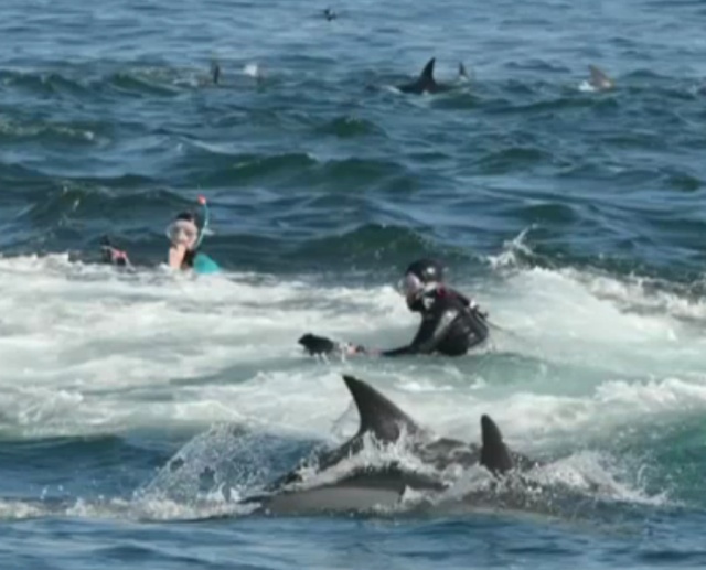 В ЮАР кит чуть не "проглотил" дайвера