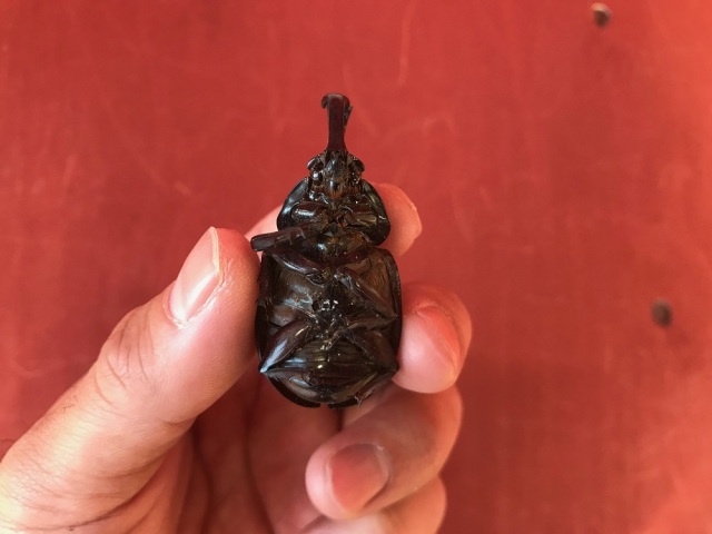 Необычный "перекус" по-японски